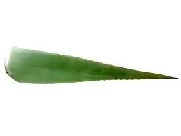 hoja de sábila