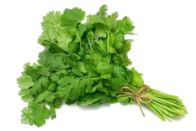 Cilantro Fresco (Manojo)