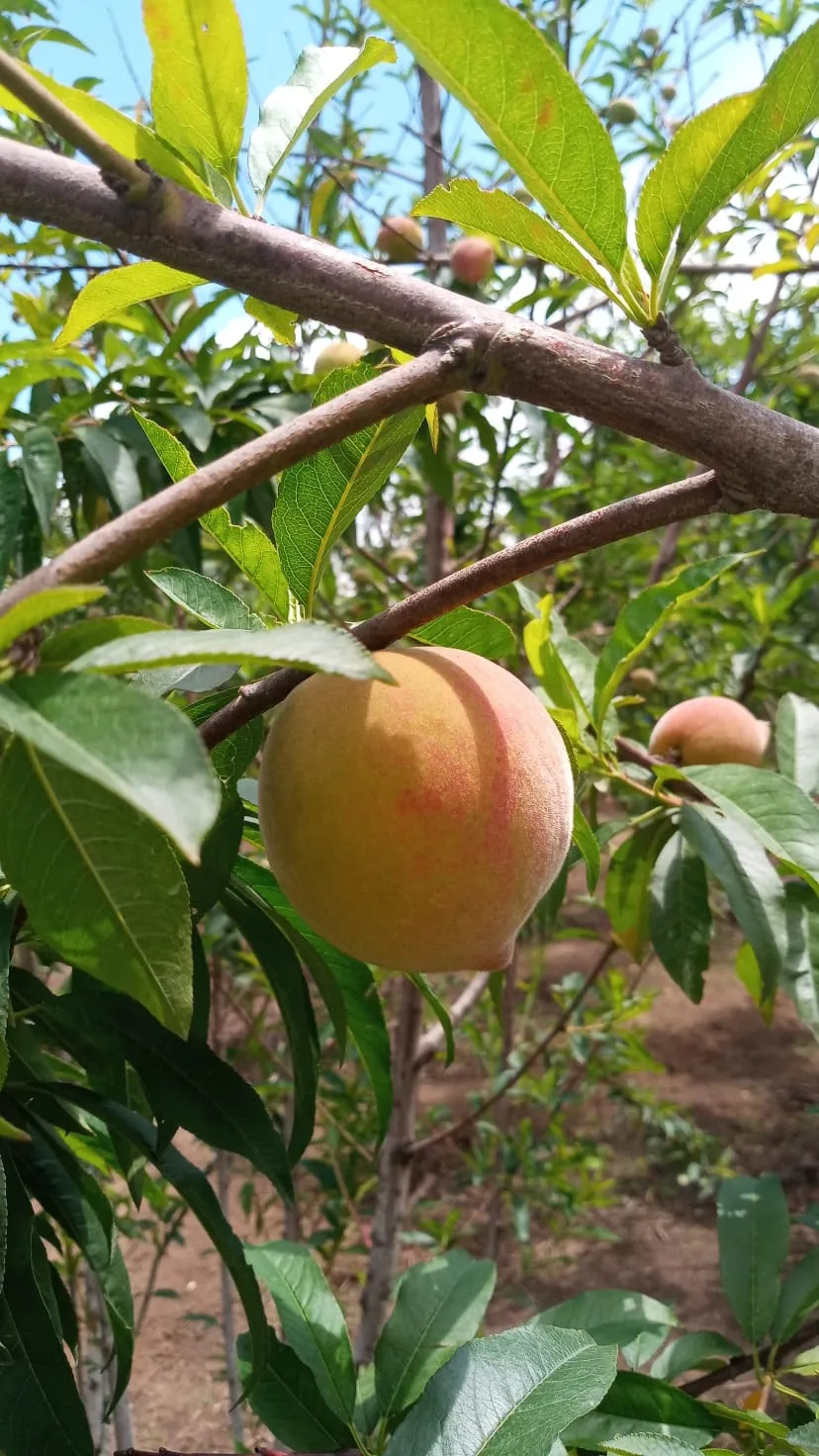 Melocotón