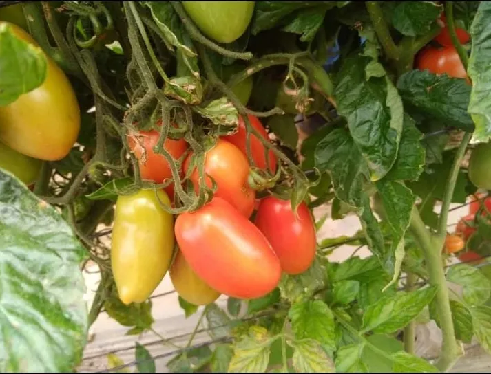 Tomate Romano (Libra)