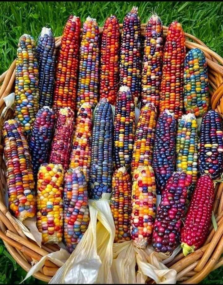 Elote Criollo X3 Unidades