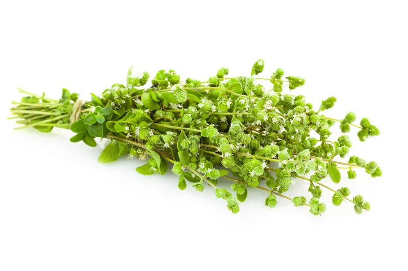 manojito de oregano